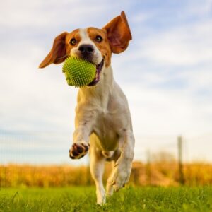 Balle à picots rebondissante pour chien