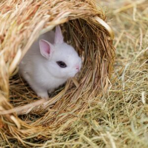 Tunnel en fibres naturelles pour lapins et cochons d’Inde