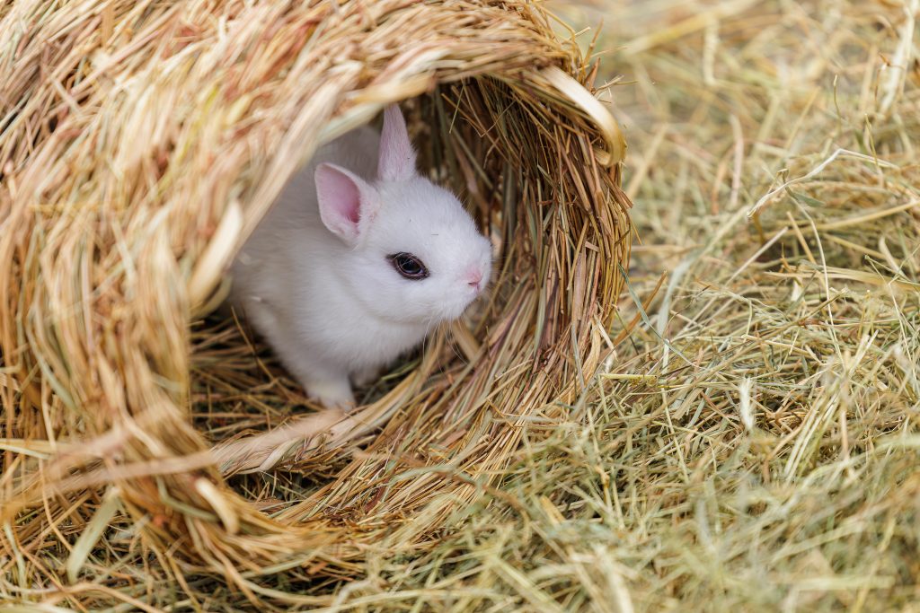 Tunnel en fibres naturelles pour lapins et cochons d’Inde